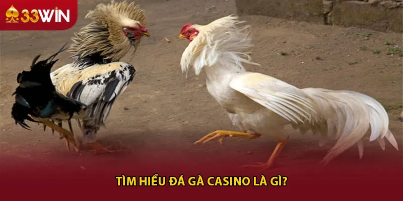 Tìm hiểu đá gà casino là gì?